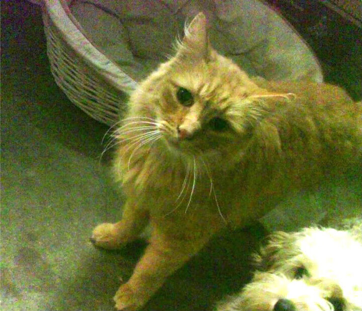 欧洲红龙断崖式屠杀!无名战神巴斯托尼让摩洛哥的野心散作一地碎片