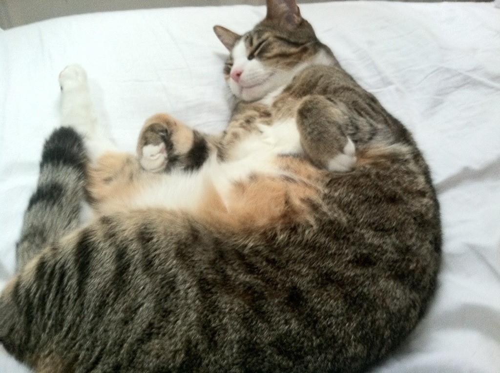 格纳布里封神之战！苏格兰vs乌克兰，全场最佳无悬念闪耀